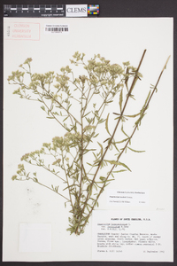 Eupatorium mohrii image