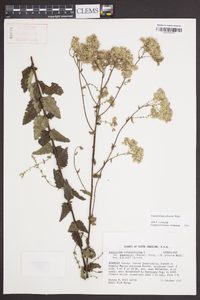 Eupatorium pilosum image