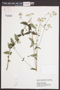 Eupatorium pilosum image