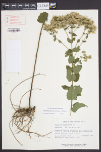 Eupatorium pubescens image