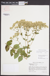 Eupatorium pubescens image