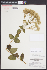 Eupatorium pubescens image