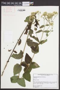 Eupatorium pubescens image