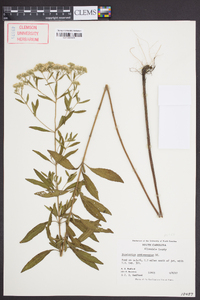 Eupatorium semiserratum image