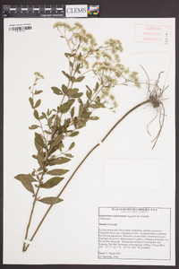 Eupatorium semiserratum image