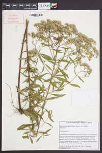 Eupatorium semiserratum image