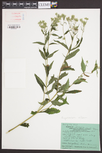 Eupatorium album image