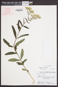 Eupatorium album image