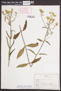 Eupatorium album image