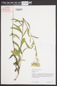 Eupatorium album image