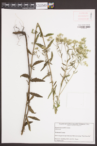 Eupatorium mohrii image