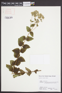 Eupatorium pilosum image