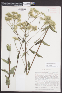 Eupatorium pilosum image