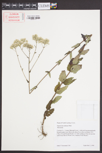 Eupatorium pilosum image