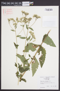 Eupatorium pilosum image