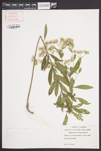 Eupatorium semiserratum image