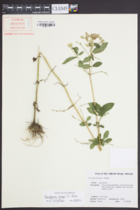 Eupatorium vaseyi image