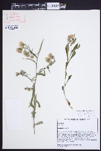 Symphyotrichum novi-belgii var. elodes image