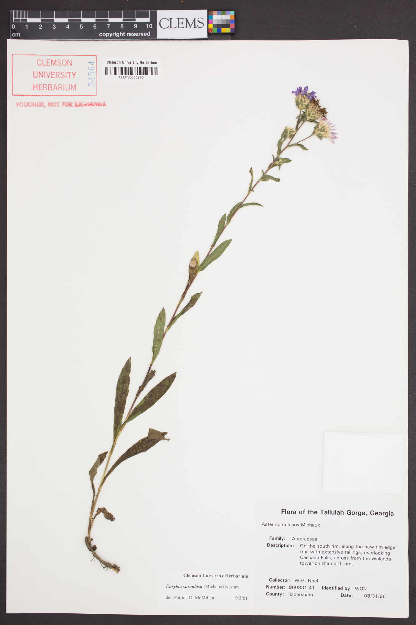 Eurybia surculosa image