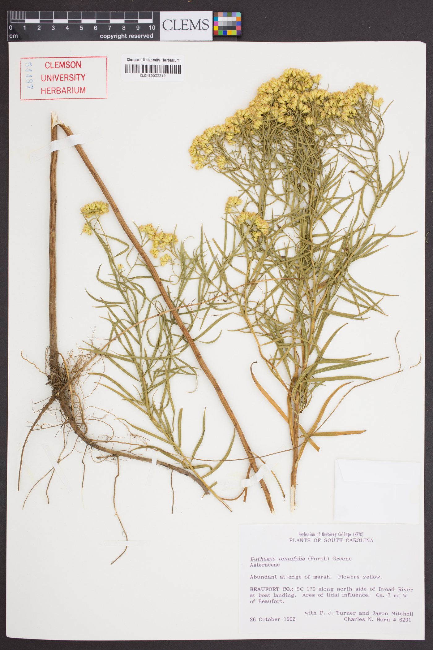 Euthamia tenuifolia image