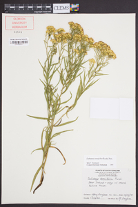 Euthamia tenuifolia image