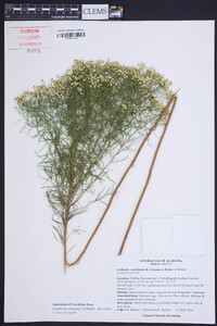 Euthamia caroliniana image