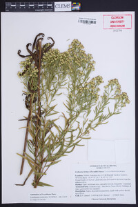 Euthamia hirtipes image
