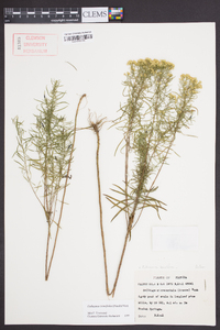 Euthamia tenuifolia image