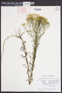 Euthamia tenuifolia image