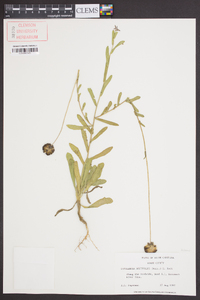 Gaillardia aestivalis image