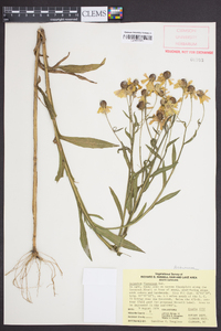 Helenium flexuosum image