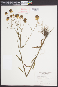 Helenium flexuosum image