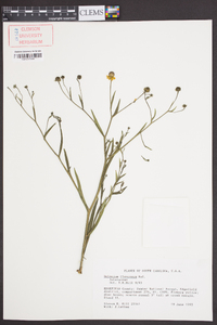 Helenium flexuosum image