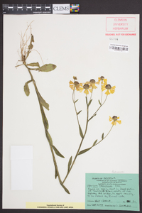 Helenium flexuosum image