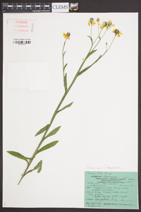 Helenium flexuosum image