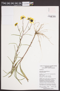 Helianthus angustifolius image