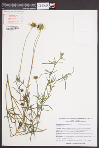 Helianthus angustifolius image