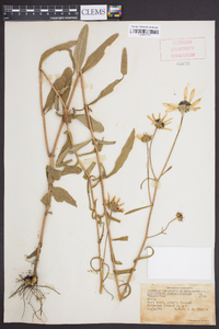 Helianthus angustifolius image