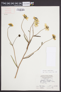 Helianthus angustifolius image