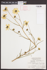 Helianthus angustifolius image