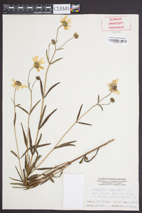 Helianthus angustifolius image