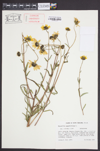 Helianthus angustifolius image