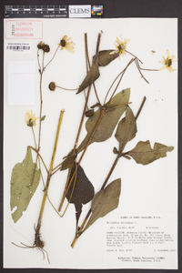 Helianthus atrorubens image