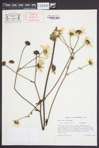 Helianthus atrorubens image