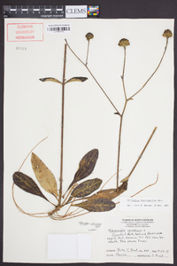 Helianthus atrorubens image