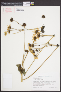 Helianthus atrorubens image