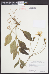 Helianthus atrorubens image