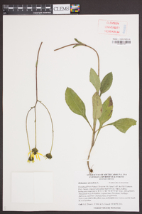 Helianthus atrorubens image