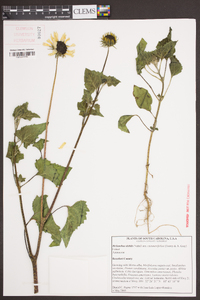 Helianthus debilis image