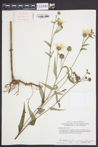 Helianthus divaricatus image